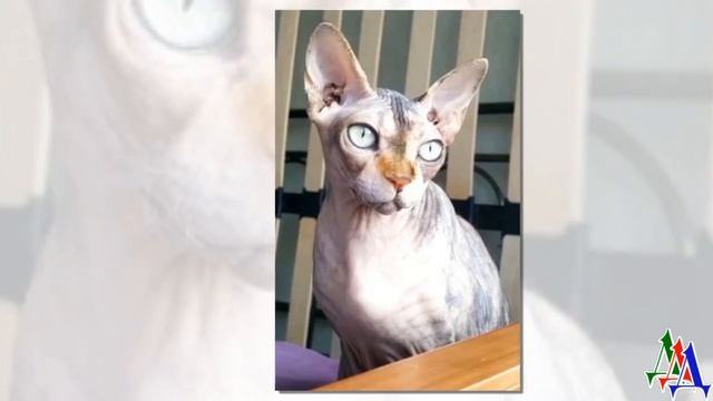 - Усыпите ее! Она в лоток не ходит и агрессивная! На детей кидается – сказали про старого сфинкса смотреть онлайн