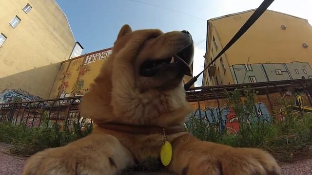 Тави и моська крупным планом!!!(Чау-чау)