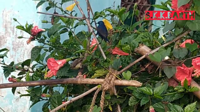 Two sunbird my garden смотреть онлайн