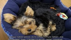 Почему йорк дрожит дома и высовывает язык: причины