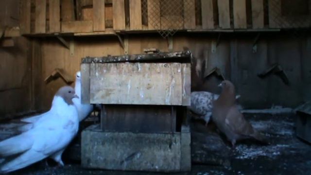 Мое мнение о Фоспрениле