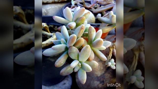 Succulents overview#terrace garden# graptoveria# campfire#pandaplant#echiveria#flapjack смотреть онлайн