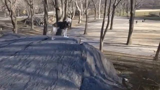 Saluki - Pine Bank Bridge at Central Park смотреть онлайн