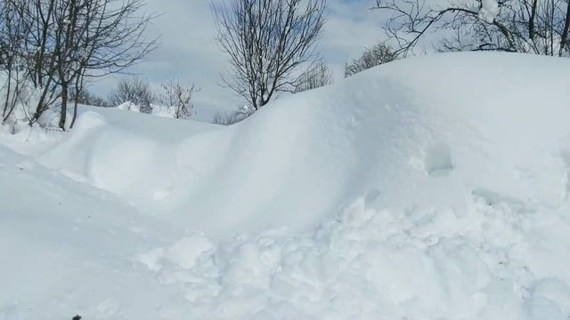 Похолодание в Краснодарском крае. День шестой.Сосули.Японская жимолость. смотреть онлайн