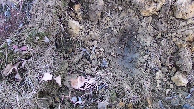 Поиск с металлодетектором Garrett Ace 350 /2 смотреть онлайн