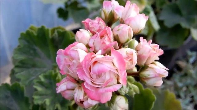 Пеларгония Denise (Sutarve) смотреть онлайн