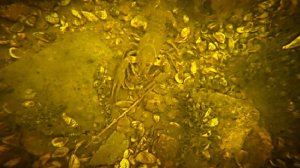 Как ловить раков. Ловля раков руками на реке. Рыбалка на раков.mp4