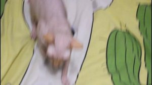 Что нужно знать перед покупкой котенка породы СФИНКС!!!