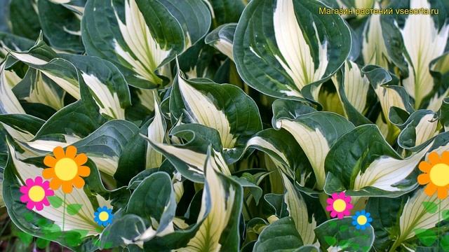 Хоста гибридная Вирлвинд. Краткий обзор, описание характеристик hosta hybridum Whirlwind смотреть онлайн