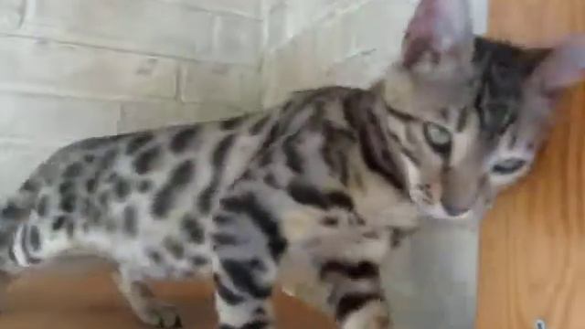 Бенгальские котята -27.06.2012 - BENGAL KITTENS for SALE смотреть онлайн
