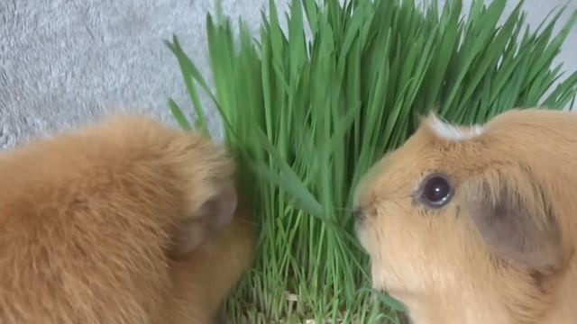 ♥ Минутка умиления ♥ смотреть онлайн