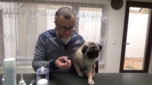 Стоит ли заводить МОПСА, плюсы и минусы породы мопс. Обзор на мопса. Мопсики.