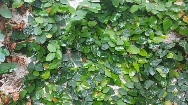 creeping fig | wall creeper | chipkali bail | ficus pumila | چڑی پنجہ | چپکلی بیل | haji garden смотреть онлайн