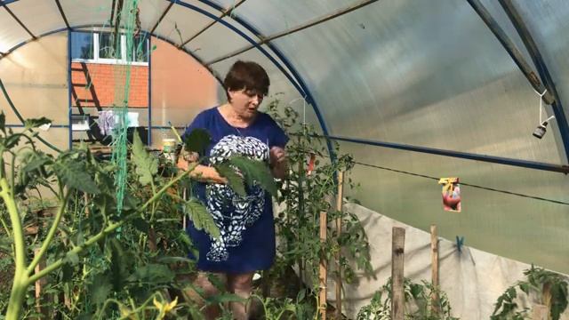 Что надо делать для хорошего урожая томатов смотреть онлайн