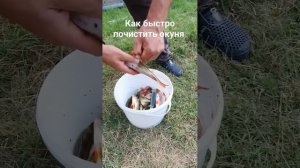 Лайфхак Как Быстро Почистить Окуня