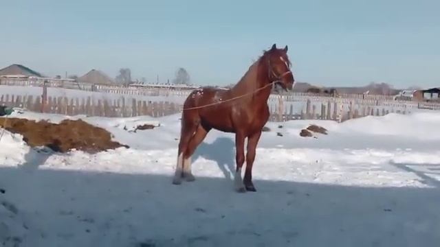 Жеребец Будёновец смотреть онлайн