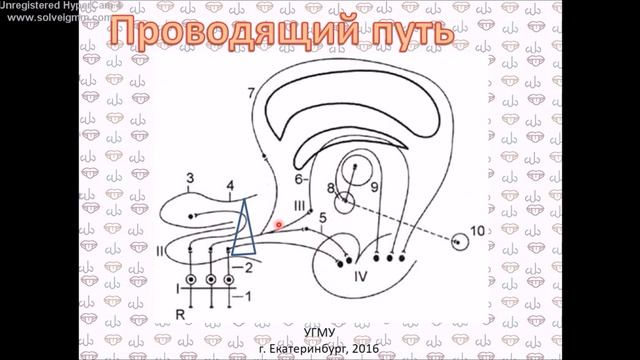 Орган вкуса и обоняния смотреть онлайн