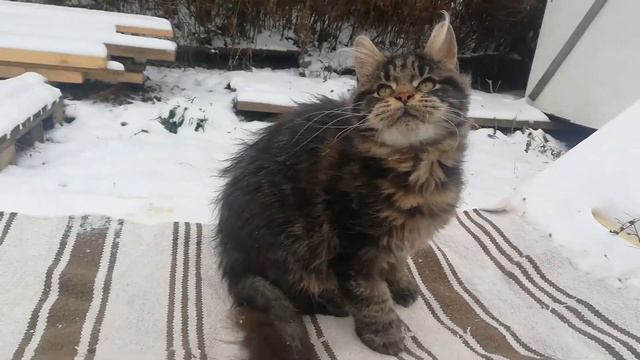 Юкка котик поли от 02.12.21 смотреть онлайн