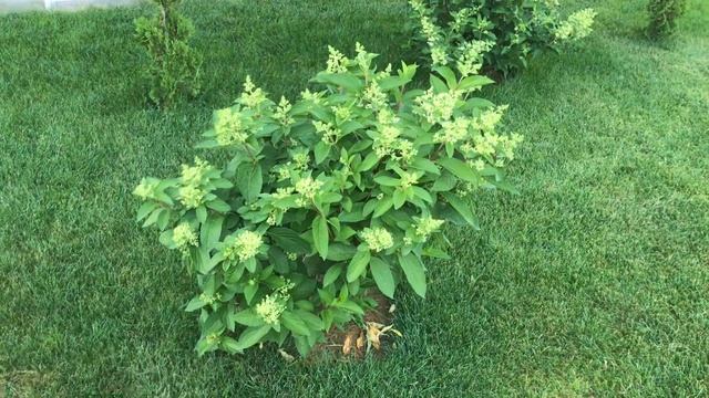 ВОТ так ЦВЕТЕНИЕ ‼️ Метельчатые гортензии на штамбе в июле ? Ванила Фрайз смотреть онлайн