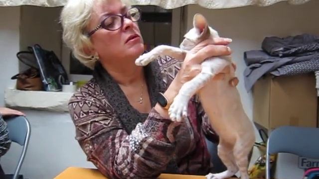 Незабудка. Актировка в клубе 231019 http://efcattery.wixsite.com/home смотреть онлайн