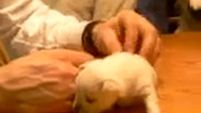 Baby chihuahua learning to walk смотреть онлайн