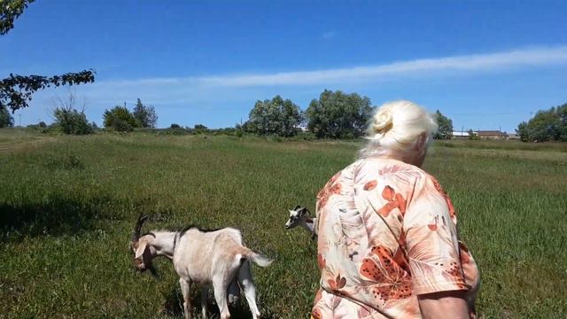 Этим кормлю коз и козлят стало больше. смотреть онлайн