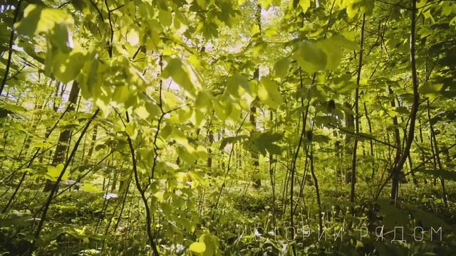 Когда Света узнала, что ее ждет, она побелела. Такого она точно не ожидала… смотреть онлайн