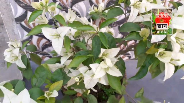 বগেনভেলিয়ার শীতকালীন পরিচর্যা Bougainvillea plant care смотреть онлайн