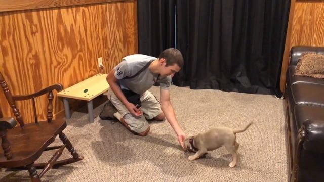 American Bully Puppy "Odin" 8 Wks Early Obedience Training смотреть онлайн