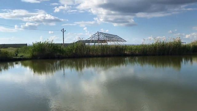 Прудовое Хозяйство золотой карп смотреть онлайн