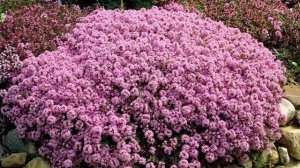 Тимьян  или чабрец в саду: кулинар, лекарь, ароматизатор.