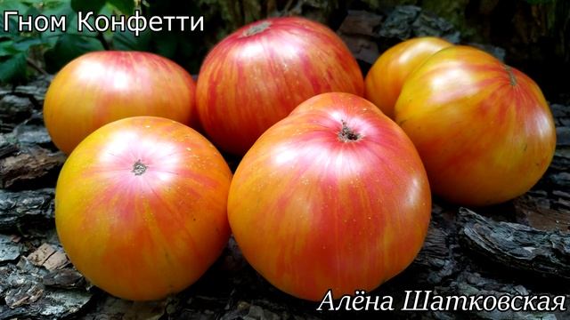 Каталог ТОМАТОВ-гномы ? часть 10 смотреть онлайн