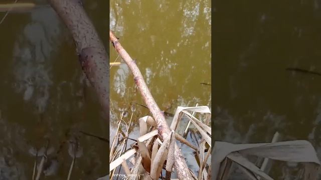 сегодня клёв отличный смотреть онлайн