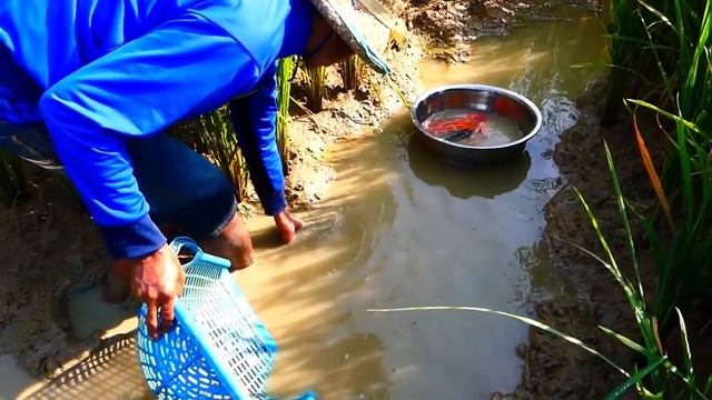 Catch Beautiful fish a lot at rice field and All Colored fish смотреть онлайн