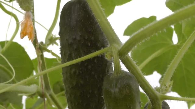 Теплица из поликарбоната – 5 лет эксплуатации. Обзор и отзыв смотреть онлайн