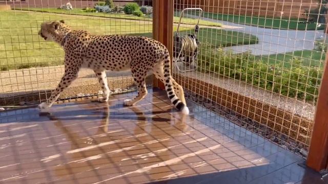 Невозмутимый гепард! Саша помыл Герде вольер.