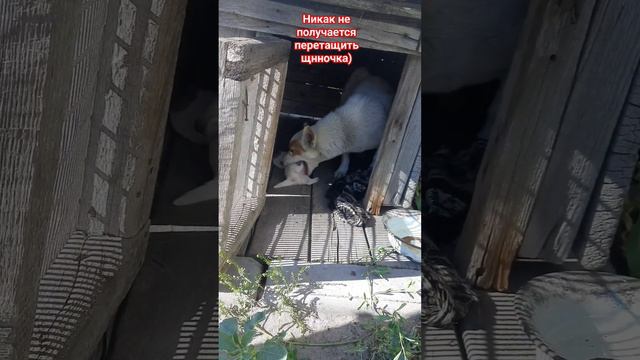 Собачка приблудилась, родила 5 щенят. #животные #щенки #собака #смешныевидео # #приколы #юмор #shor смотреть онлайн