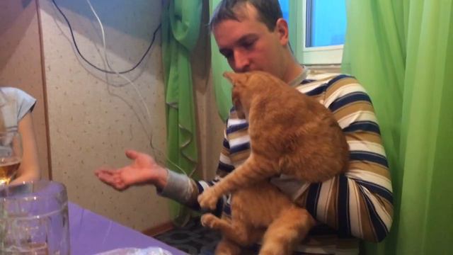 просто хочу поздороваться с котом смотреть онлайн