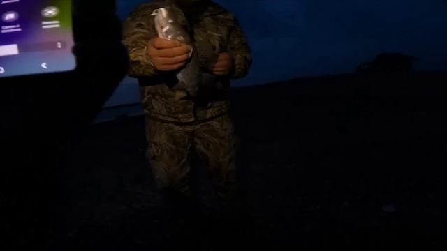 ПОМЕНЯЛ ПРИМАНКУ и СУДАКИ НАЧАЛИ ЛОВИТЬСЯ ! Ловля судака с берега на джиг. 30.10.2023 смотреть онлайн