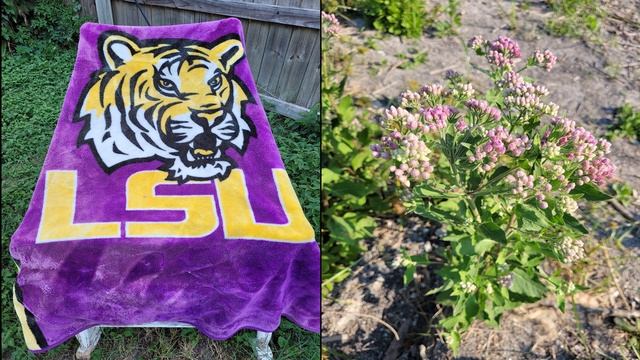 Samsung Galaxy S20 FE Real World Camera Test