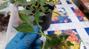 Георгины Патио, черенкую!