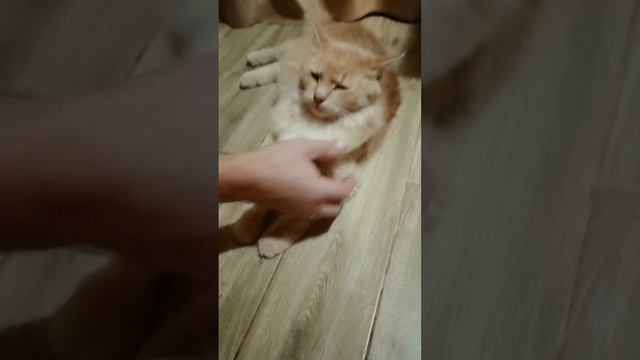 Кто в доме хозяин и господин ? смотреть онлайн