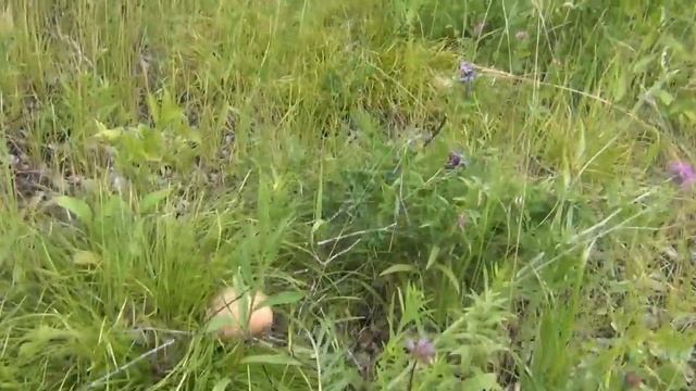 Массовый сбор Белого гриба и секреты сбора. Boletus Edulis. Видео высокой чёткости. смотреть онлайн