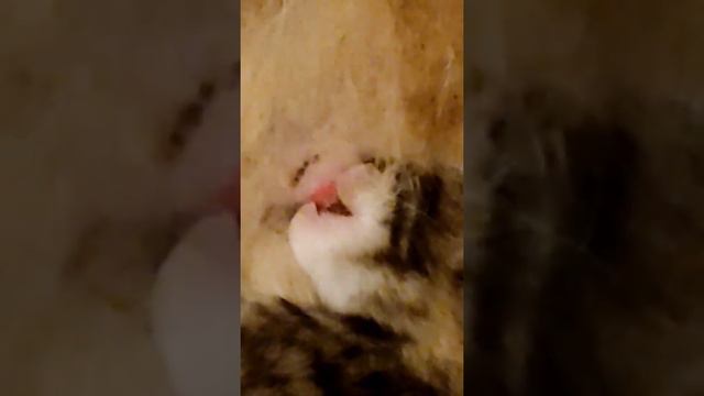 Я люблю тебя, Родина светлая! смотреть онлайн