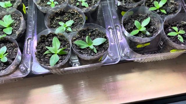 Эустома , полив и подкормка 10 января 24 год . смотреть онлайн