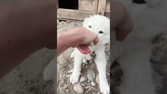 Счастье у каждого свое🌞 #природа #дикаяприрода #лошади #стихи