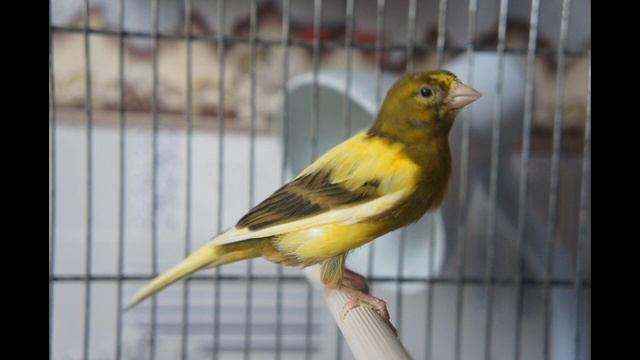 Пение кенара . Русская канарейка . Овсяночный напев . Для обучения молодых кенаров . смотреть онлайн