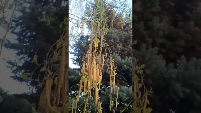 Берёзовые серёжки смотреть онлайн