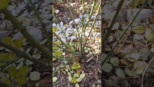 Обрезка роз шрабов смотреть онлайн