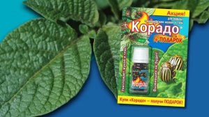 Корадо — жука победил! 5 секунд